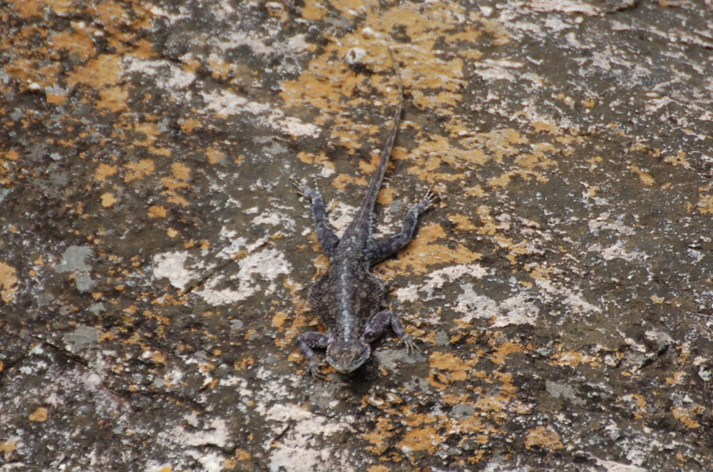 tanzania - Agama